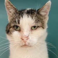 Poché, chat à adopter