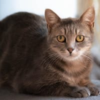 Mist, chat à adopter