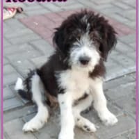ROSALIA, chienne à adopter