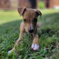 APPLE, la créole gourmande, chienne à adopter