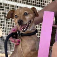 CHAR (Maria), chien à adopter