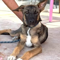 BEASLEY (Maria), chien à adopter