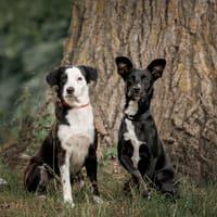 Khloe en Kylie, teefjes ter adoptie