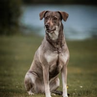 June, teefjes ter adoptie