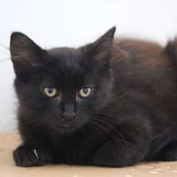 Arès, chat à adopter