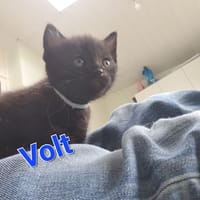 volt, chat à adopter