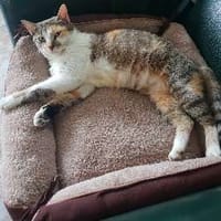 Mouckie, chatte à adopter