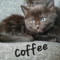 coffee, chat à adopter