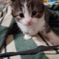 dina, chatte à adopter