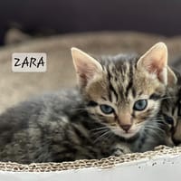 Zara, chatte à adopter
