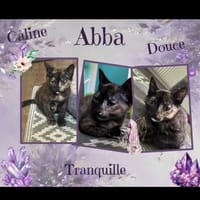 Abba, chatte à adopter