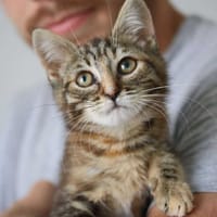 Artemis, chatte à adopter