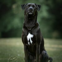 Otis, reutjes ter adoptie