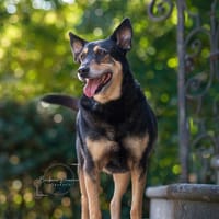 Teun, reutjes ter adoptie