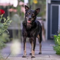 Lando, reutjes ter adoptie