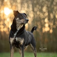 Dash, reutjes ter adoptie