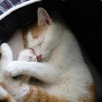 Maki, kot do adopcji