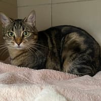 COTTA, chatte à adopter