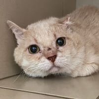 OTTERTON, chat à adopter