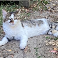 ASKA, chatte à adopter