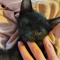 OZZY, chat à adopter