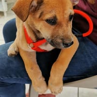 Awen, chien à adopter