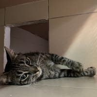 COMTE, chat à adopter