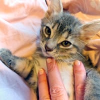 CHESTER, chat à adopter