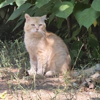 COOKIE, chat à adopter