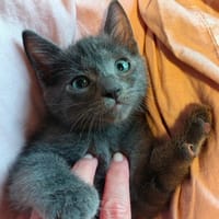 KURT, chat à adopter