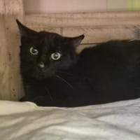HANNA, chatte à adopter