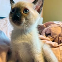SHEERAN, chat à adopter