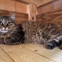 HIME, chatte à adopter