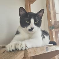 KADOK, chat à adopter