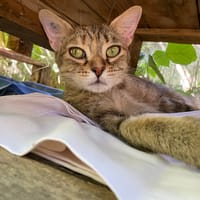 KAELA, chatte à adopter
