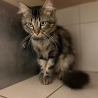 KAIS, chat à adopter