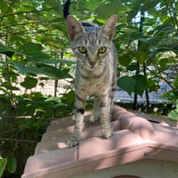 KAYLA, chatte à adopter