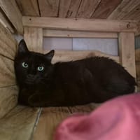 KENTO, chat à adopter