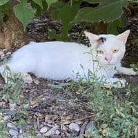 KODAK, chat à adopter