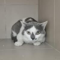 KOOKAI, chat à adopter