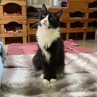 LEINA, chatte à adopter