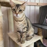 LOLITA, chatte à adopter