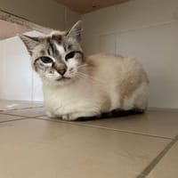 NERA, chatte à adopter