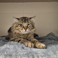 NYAN, chat à adopter