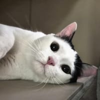 PILOUBIS, chat à adopter