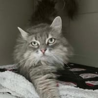 POOKIE, chatte à adopter