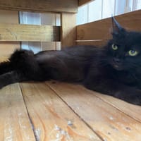 REN, chatte à adopter