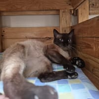 REVE, chat à adopter