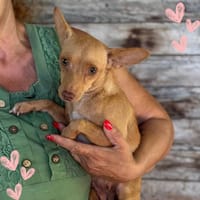 Melissa, cane femmina da adottare