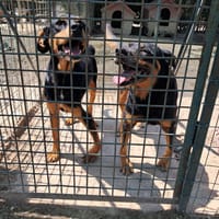 RAIMONDO e SANDRA adozione del cuore, cane da adottare